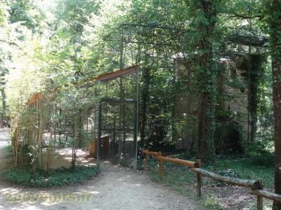 Vautour percnoptère - 2009