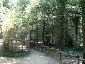 Vautour percnoptère