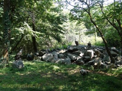 Vautour fauve - 2009