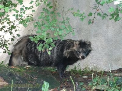 Chien viverrin - 2009