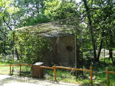 Chouette effraie - 2009