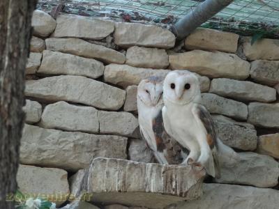 Chouette effraie - 2009