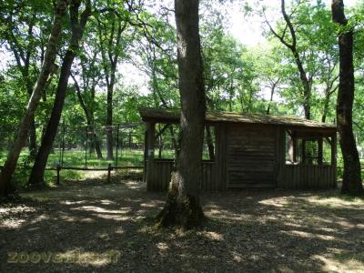 Harfang des neiges - 2009