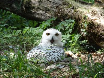 Harfang des neiges - 2009