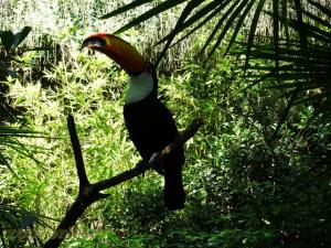 Toucan toco