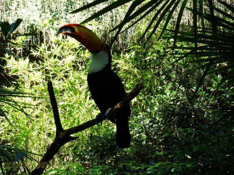 Toucan toco