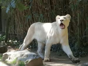 Lion blanc