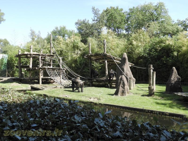 Chimpanzé