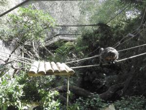 Saki - Tamarin