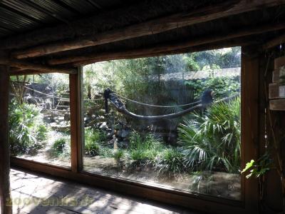 Saki - Tamarin - 2016