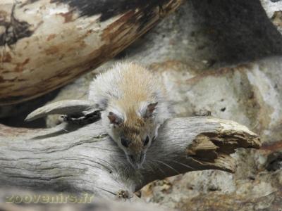 Souris épineuse - 2016