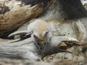 Souris épineuse