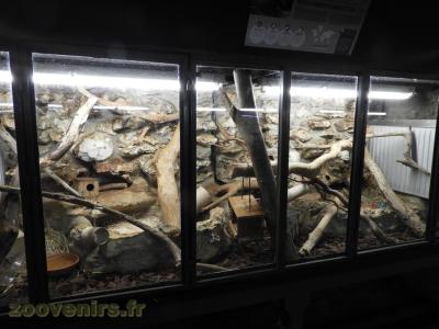 Souris épineuse - 2016