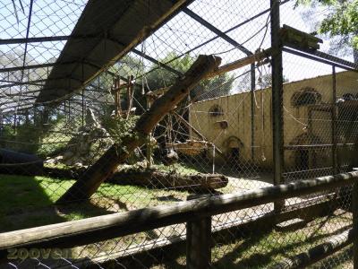 Colobe guéréza - 2016