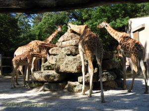 Girafe 
