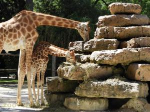 Girafe 
