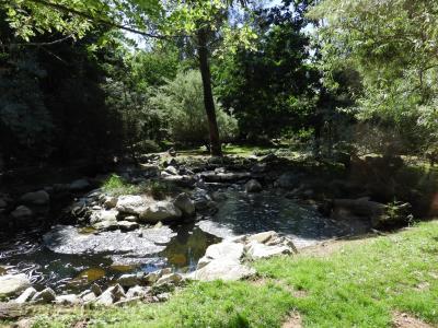 Tigre de Sumatra - 2016