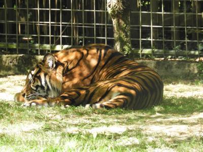 Tigre de Sumatra - 2016