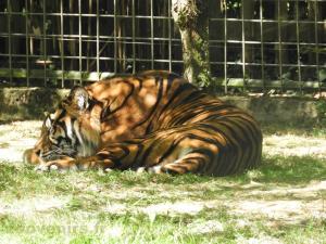 Tigre de Sumatra