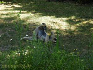 Gibbon à favoris blancs