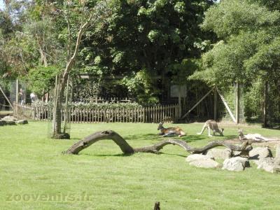 Kangourou roux - 2016