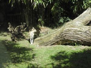 Serval 