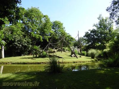 Lémur macaco - 2016