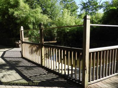 Hippopotame amphibie - 2016