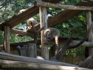 Coati brun