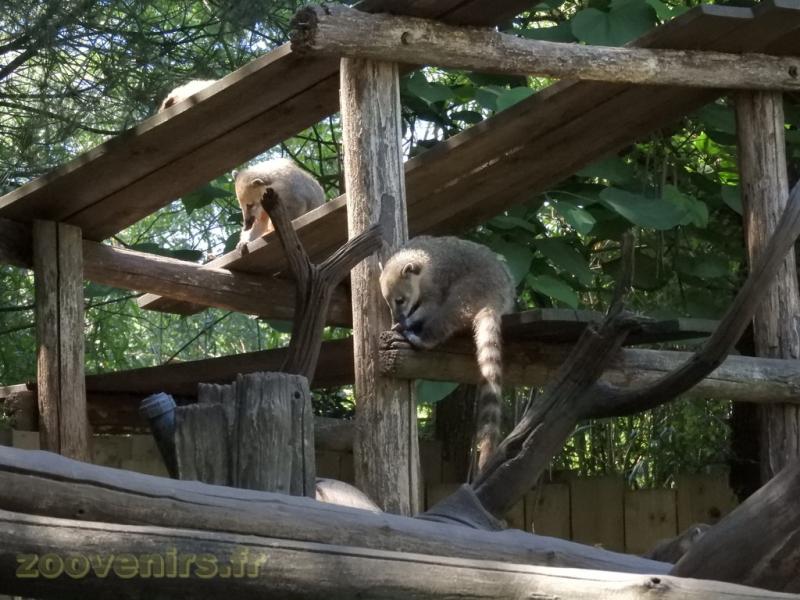 Coati brun