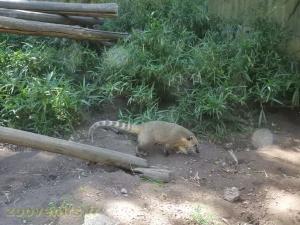 Coati brun
