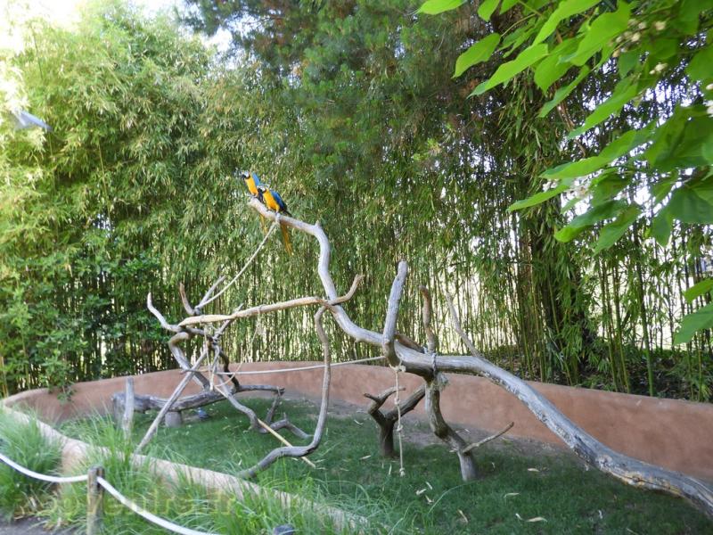 Ara ararauna