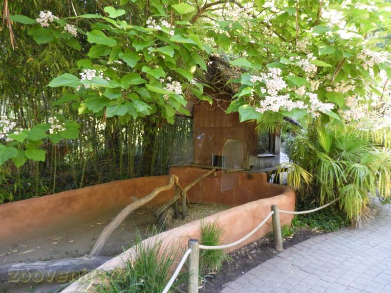 Ara ararauna