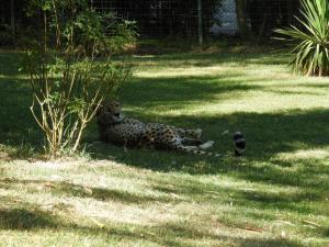 Guépard
