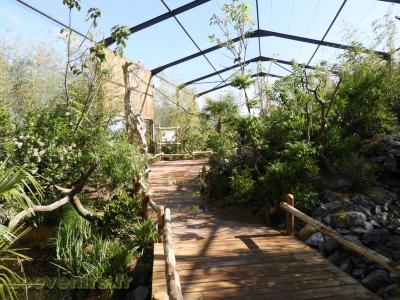 Loriquet à tête bleue - 2016