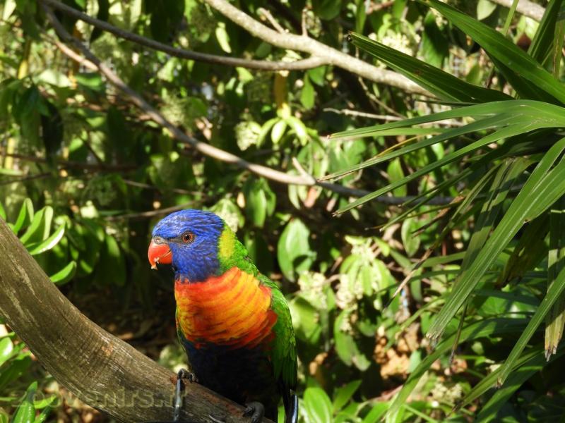 Loriquet à tête bleue