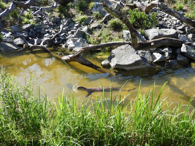 Loutre à pelage lisse