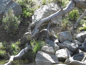 Loutre à pelage lisse