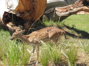 Cerf axis