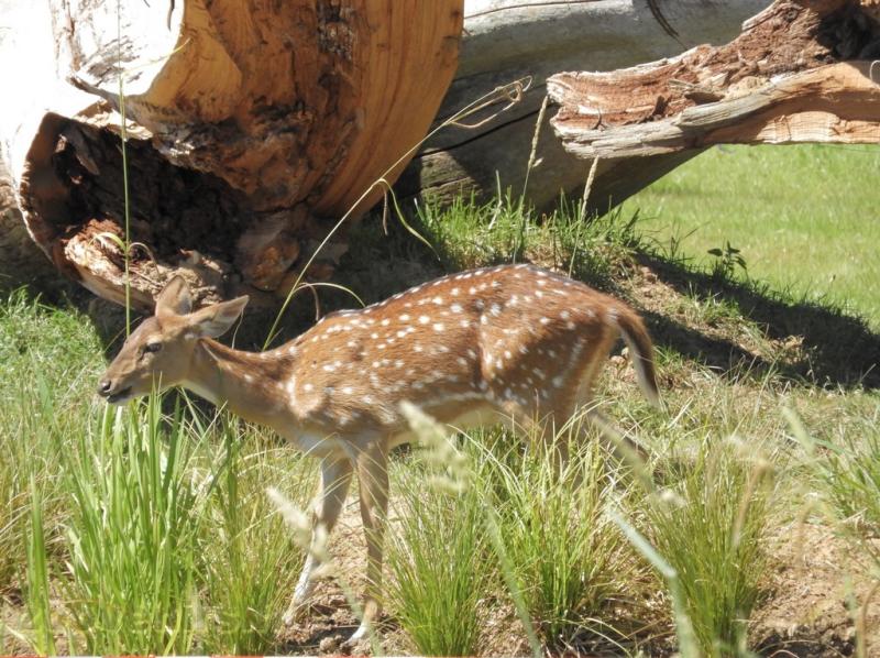 Cerf axis