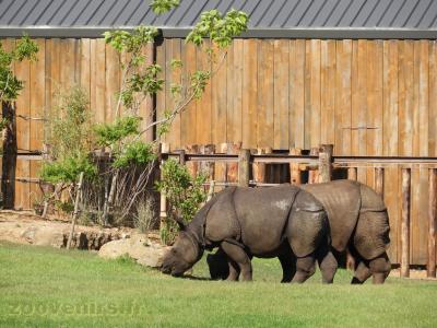 Rhinocéros indien - 2016