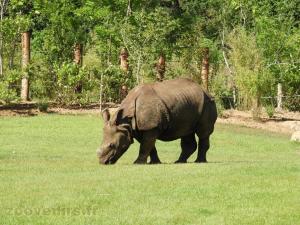 Rhinocéros indien