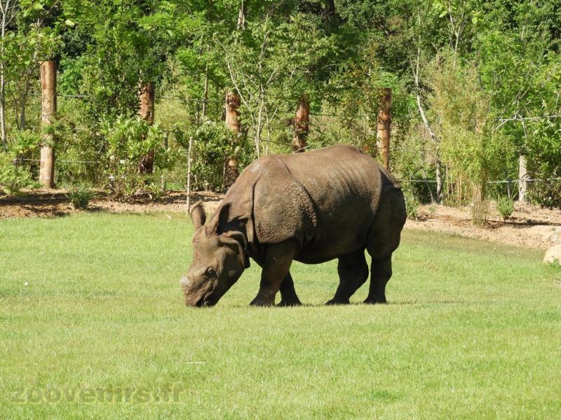 Rhinocéros indien