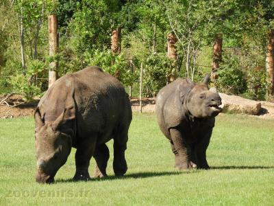 Rhinocéros indien - 2016