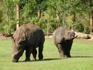 Rhinocéros indien