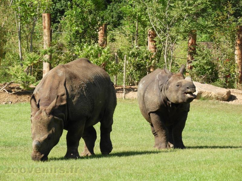 Rhinocéros indien