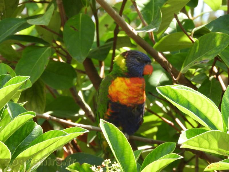 Loriquet à tête bleue