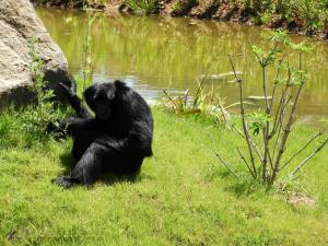 Siamang