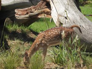Cerf axis