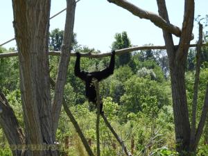 Siamang